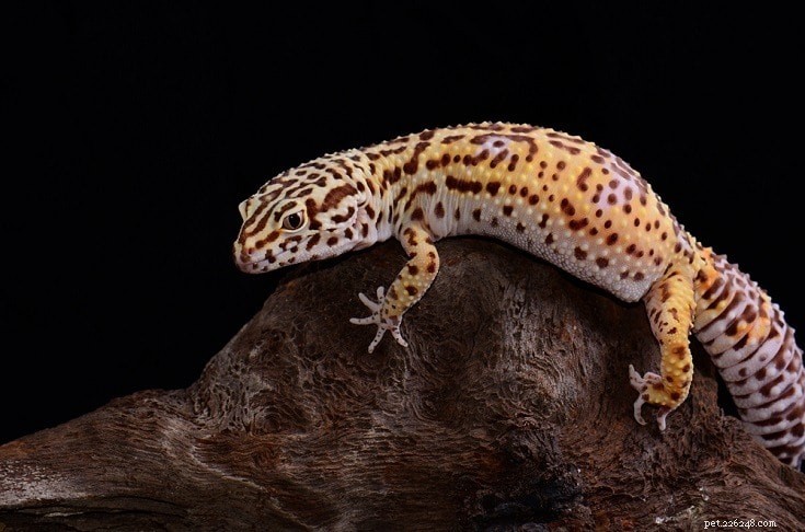 леопардовый геккон