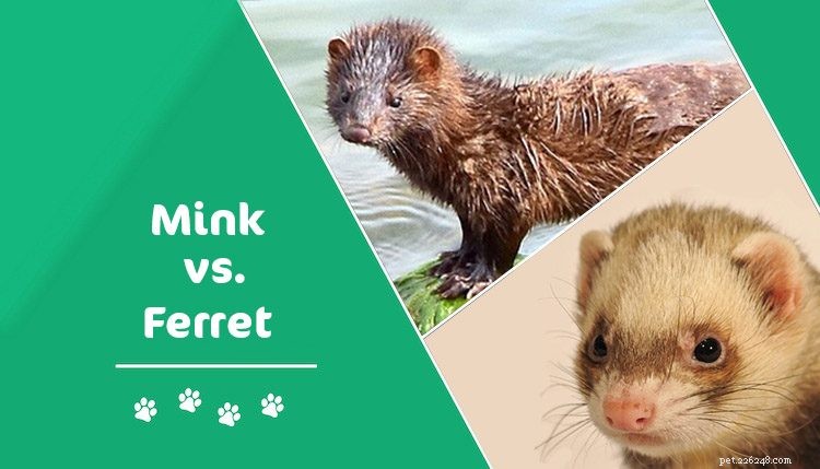 Mink vs Fretka:Jaký je rozdíl? (S obrázky)
