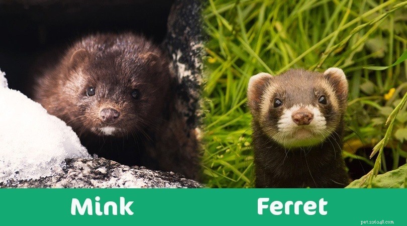 Mink vs Fretka:Jaký je rozdíl? (S obrázky)