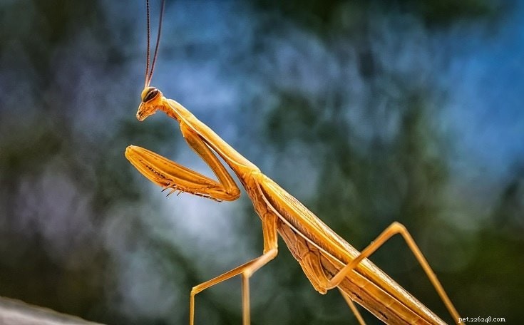 10 insetos interessantes que são ótimos animais de estimação (com fotos)