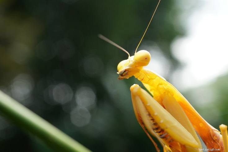 10 insectes intéressants qui font d excellents animaux de compagnie (avec photos)