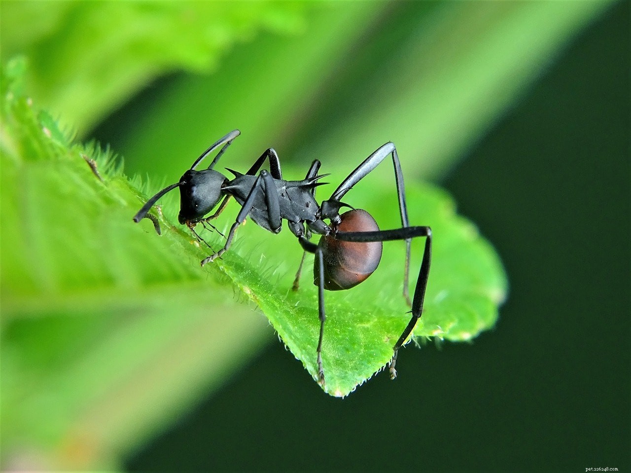 10 insetti interessanti che sono ottimi animali domestici (con immagini)