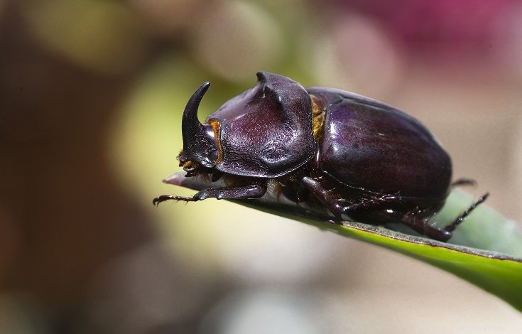 10 insetos interessantes que são ótimos animais de estimação (com fotos)