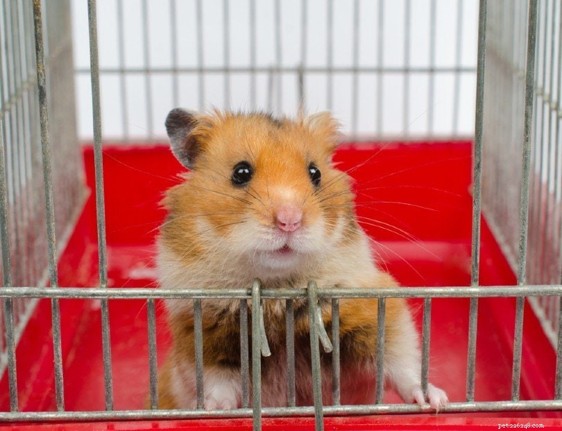 19 enkla sätt att göra din hamster glad