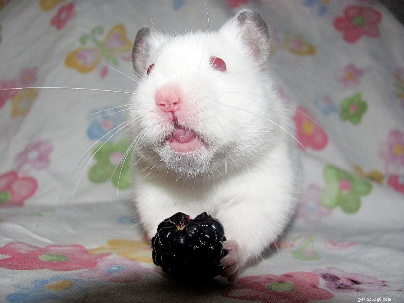 Les hamsters peuvent-ils manger des mûres ? Ce que vous devez savoir !