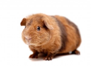 Teddy Guinea Pig：Facts、Lifespan、Behavior＆Care Guide（with Pictures）