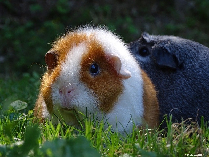Teddy Guinea Pig：Facts、Lifespan、Behavior＆Care Guide（with Pictures）