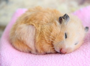 Hoeveel kosten hamsters bij PetSmart?