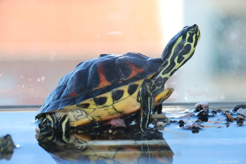 Var kan man köpa en sköldpadda eller sköldpadda (uppfödare och saker att veta) 