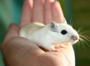 Onde comprar um rato de estimação? (Além de uma visão geral dos melhores lugares)