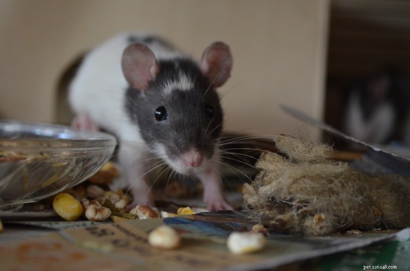 Onde comprar um rato de estimação? (Além de uma visão geral dos melhores lugares)