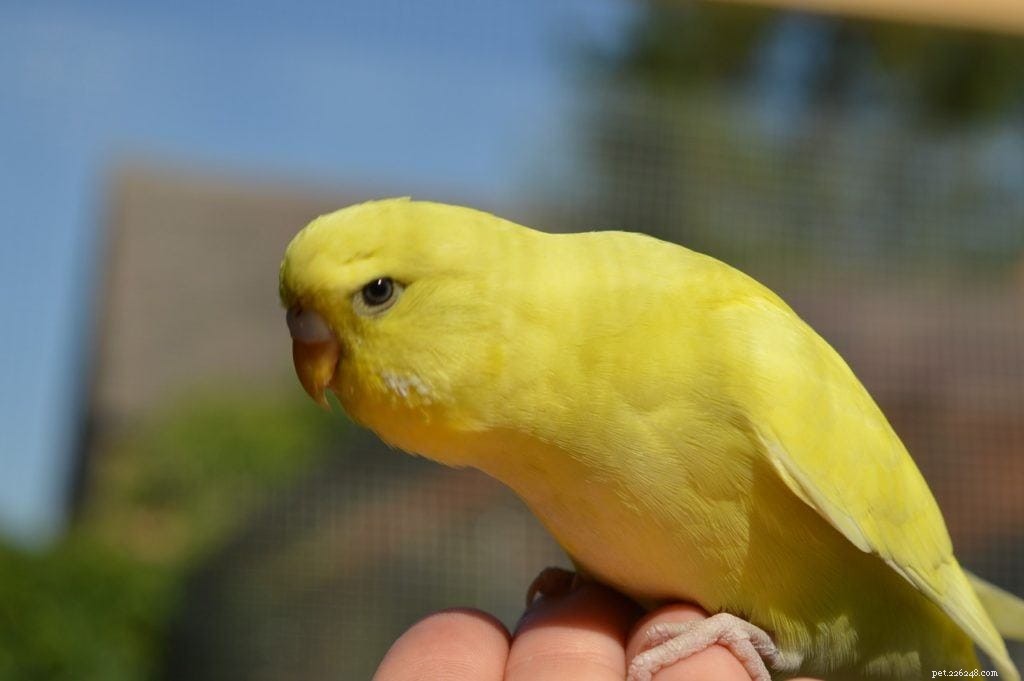 Могут ли волнистые попугаи есть попкорн? Что вам нужно знать!