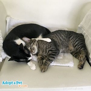 Kattengedrag:katten socialiseren met andere katten