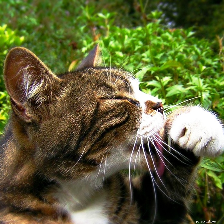 5 façons d apprécier votre chat lors de la Journée nationale du chat