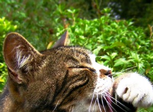 5 způsobů, jak ocenit svou kočku na Národní den koček