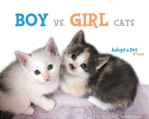 Кошки-мальчики и девочки