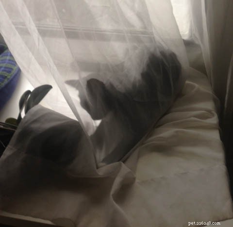 Existem cortinas à prova de gatos?