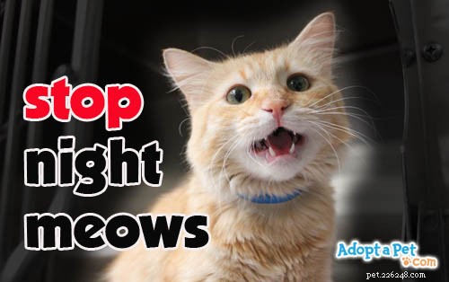 Stop met miauwen van katten  s nachts
