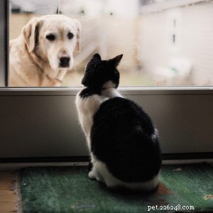 6 stappen om een ​​nieuwe kat aan uw hond te introduceren