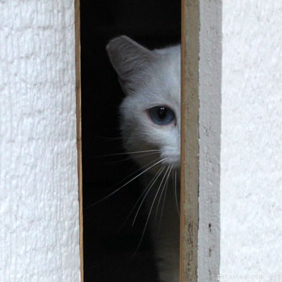 Como manter em segurança um gato que corre por portas