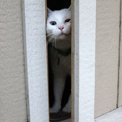 Como manter em segurança um gato que corre por portas
