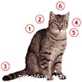 De lichaamstaal van uw kat begrijpen
