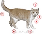 Förstå din katts kroppsspråk