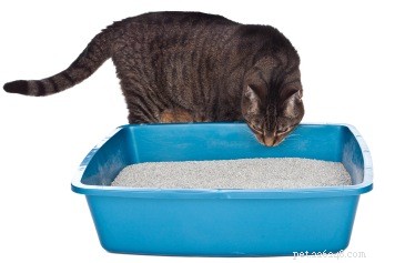 Como resolver os problemas da caixa de areia do seu gato