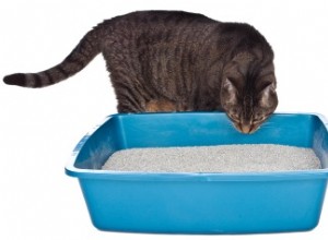 Jak vyřešit problémy s odpadkovým košem pro kočky