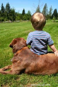 L adoption d animaux de compagnie enseigne les bonnes pratiques parentales