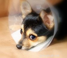 Come prepararsi per i costi del veterinario del tuo animale domestico