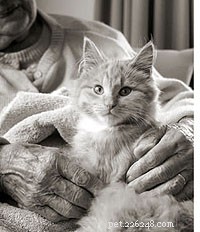 Průvodce pro seniory adopcí kočky