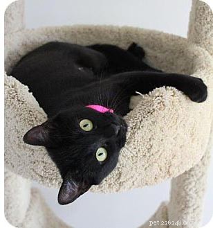 Puoi adottare un gatto nero prima di Halloween?