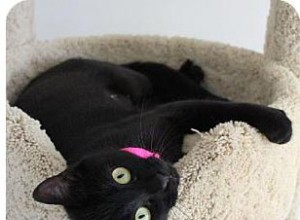 Kan du adoptera en svart katt före Halloween?
