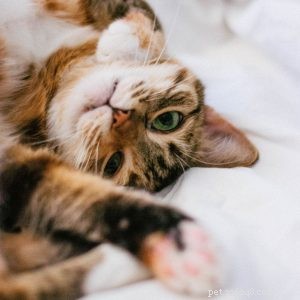 5 redenen waarom katten worden opgegeven voor adoptie - en hoe u deze problemen kunt vermijden