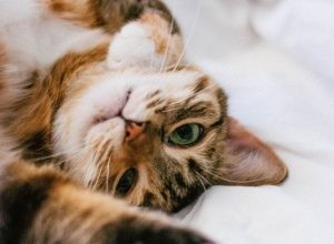 5 anledningar till att katter överlämnas för adoption – och hur man undviker dessa problem