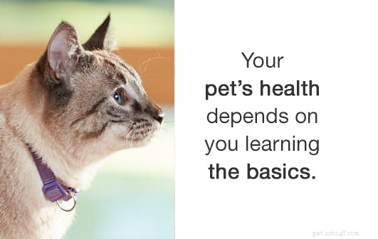 Hur härbärgen förbereder din katt för adoption