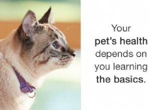 Jak útulky připravují vaši kočku na adopci