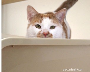 Les chats sont d accord :une plus grande litière, c est mieux !