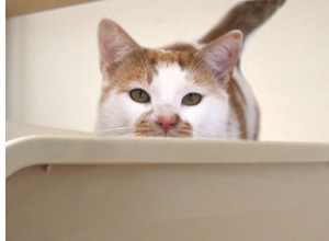 猫は同意します：ごみが多いほど良いです！ 