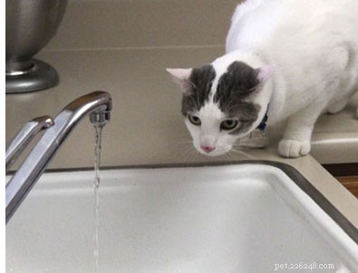 Por que a água é tão importante para os gatos