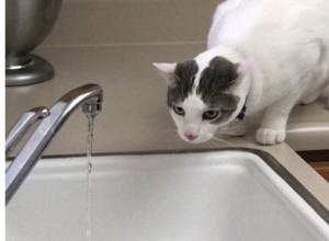 Por que a água é tão importante para os gatos