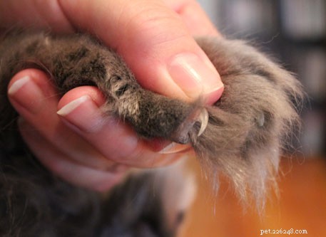 고양이 손톱 자르는 방법 