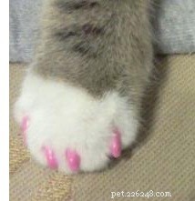 Il miracolo dei cappucci per unghie di gatto