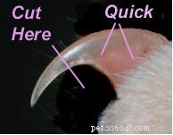 Как подстричь когти вашей кошке