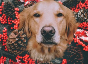 Una degna guida ai regali per le feste di Bark