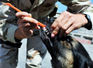 Comment établir une routine de soins dentaires pour votre animal