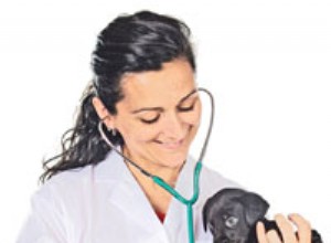 Perguntas frequentes sobre como escolher e visitar seu veterinário
