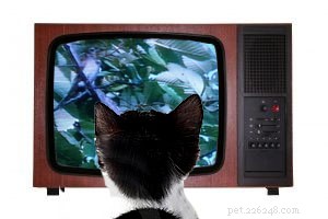고양이는 TV 시청을 좋아합니까?