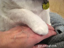 Afeição de gato - A pata da compaixão